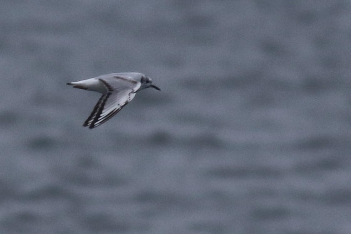 Bonaparte's Gull - ML635284929
