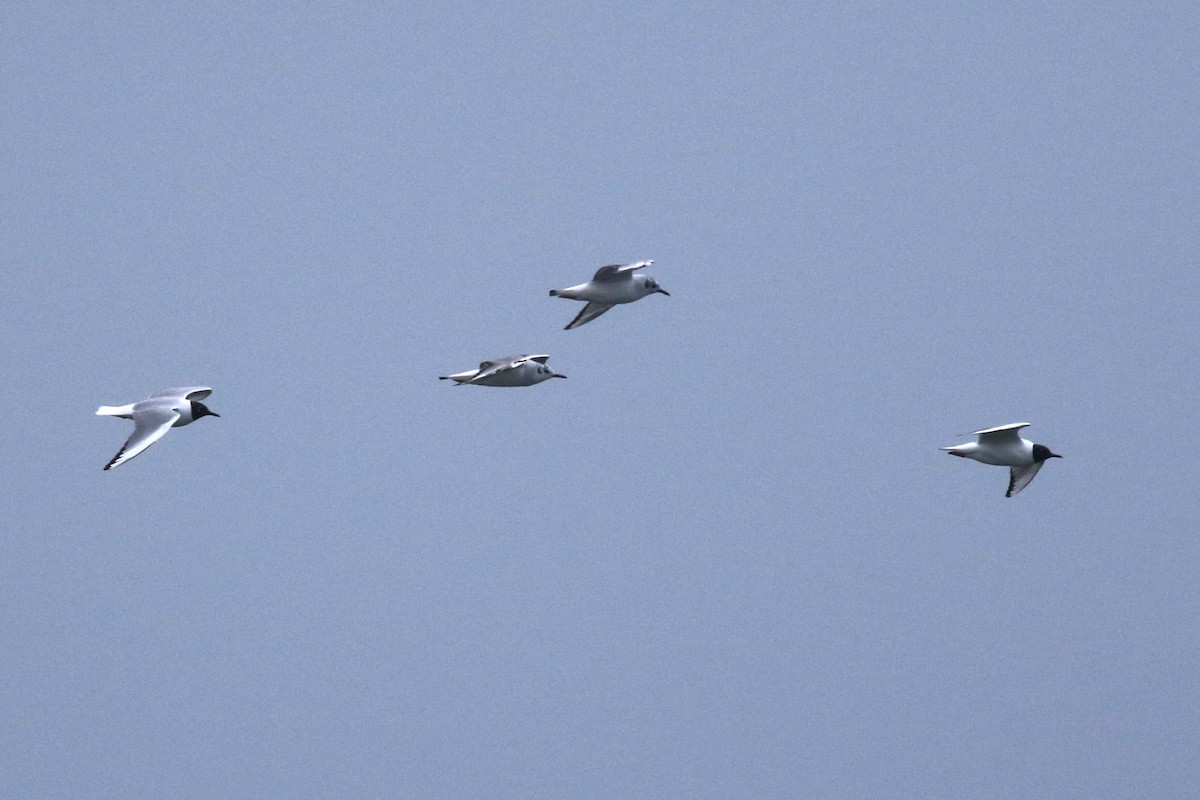 Bonaparte's Gull - ML635284932