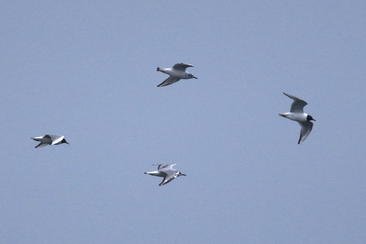 Bonaparte's Gull - ML635284941