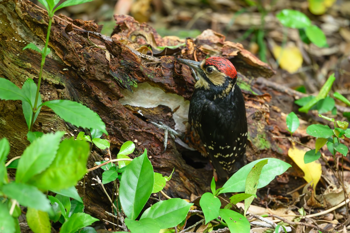 オオアカゲラ - ML635285042