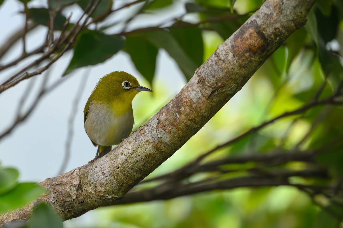 Warbling White-eye - ML635285053