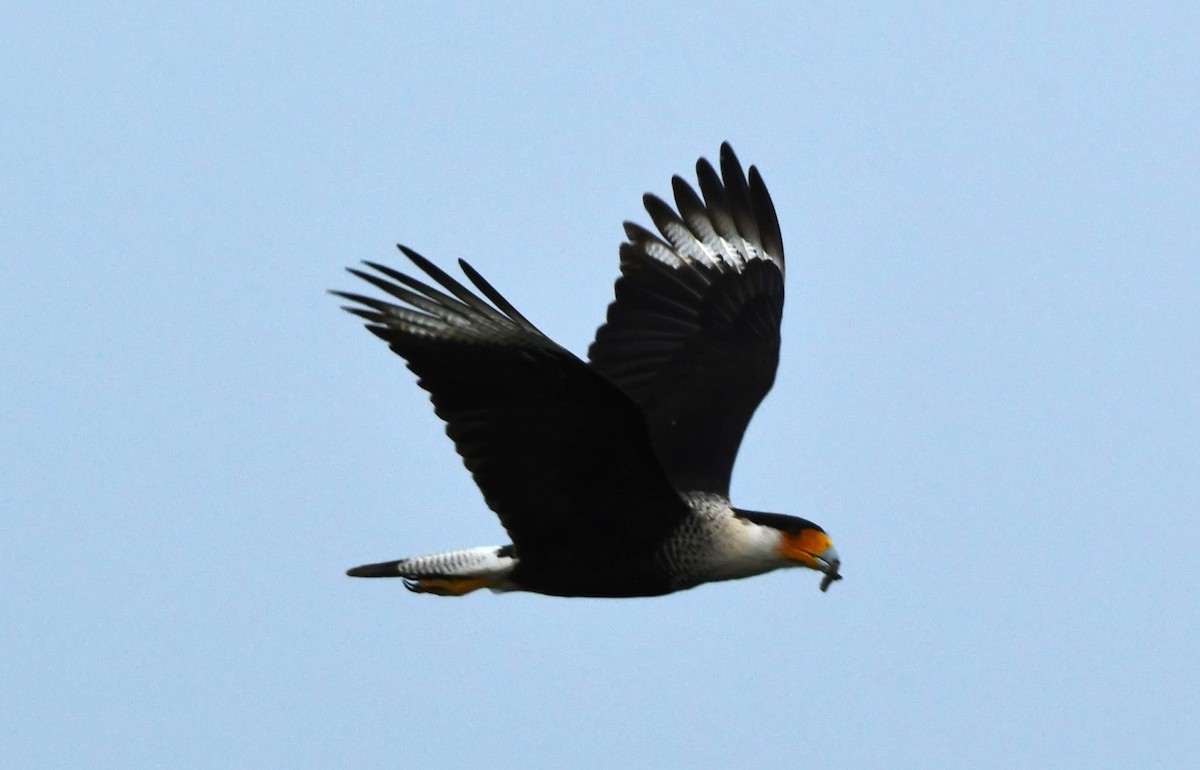 Crested Caracara - ML635285055