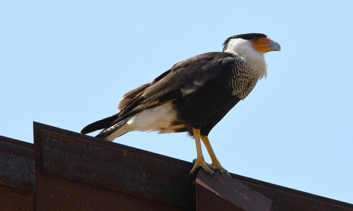 Crested Caracara - ML635285074