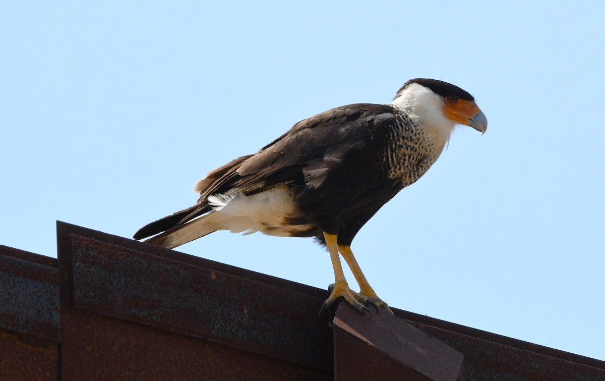 Crested Caracara - ML635285090