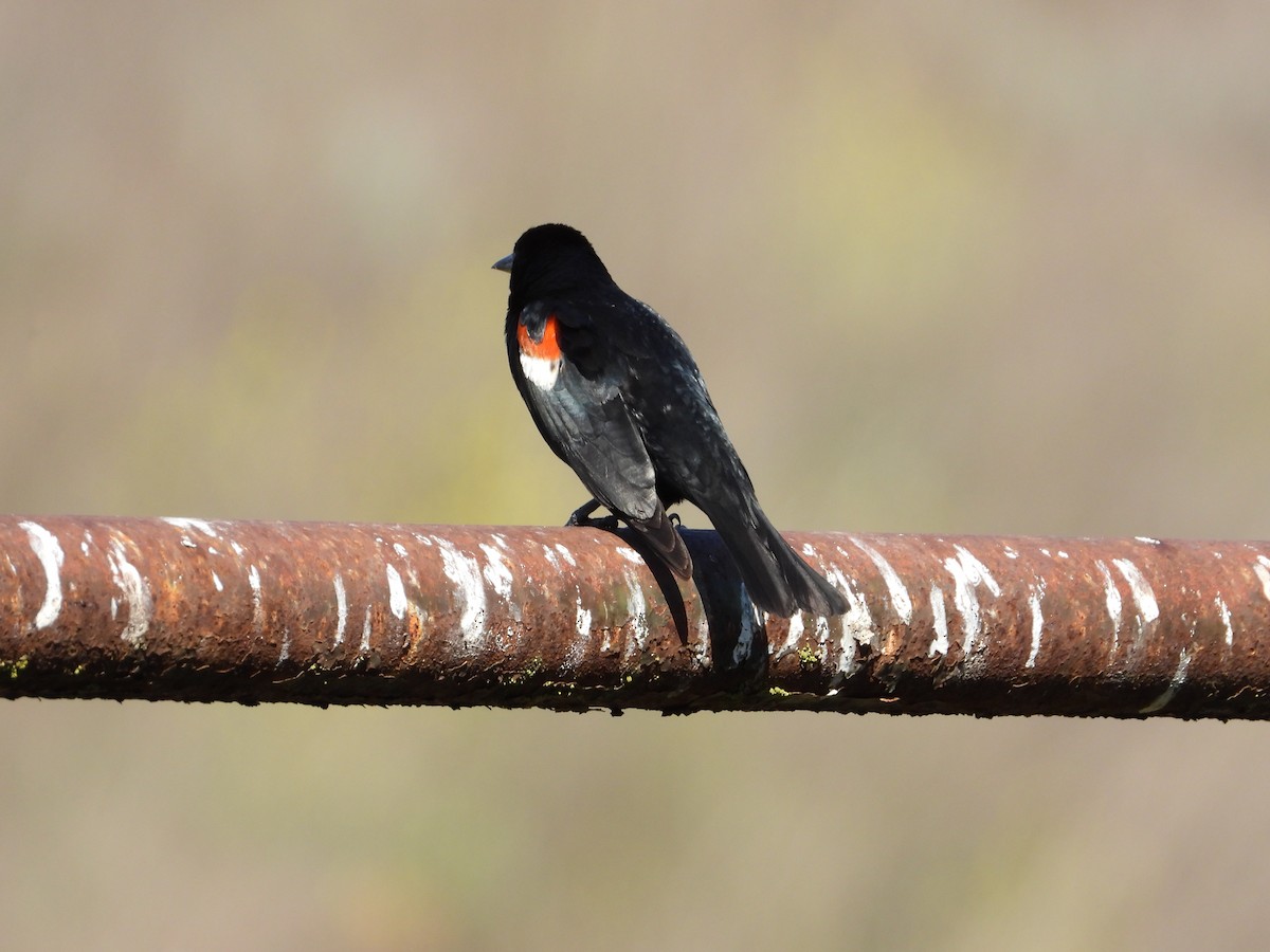Tricolored Blackbird - ML635285134