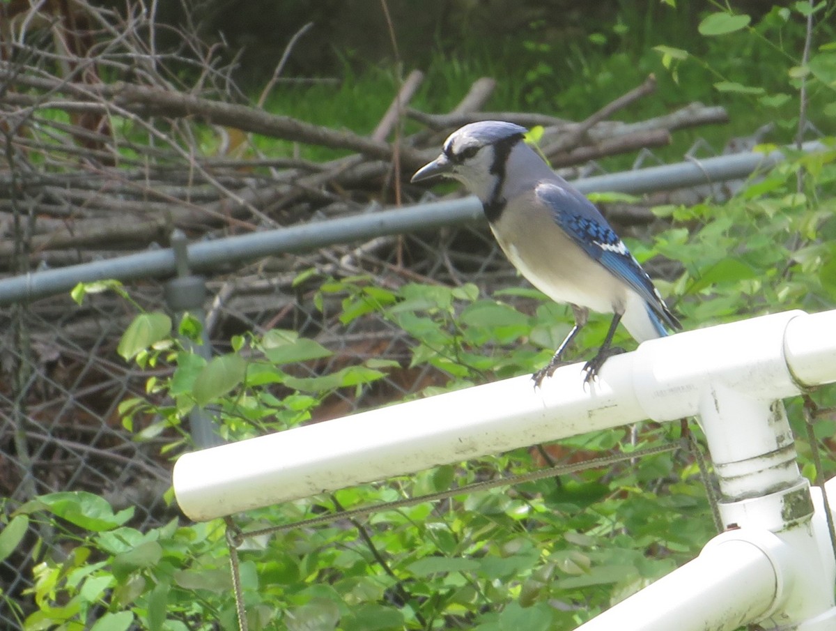 Blue Jay - ML635285211
