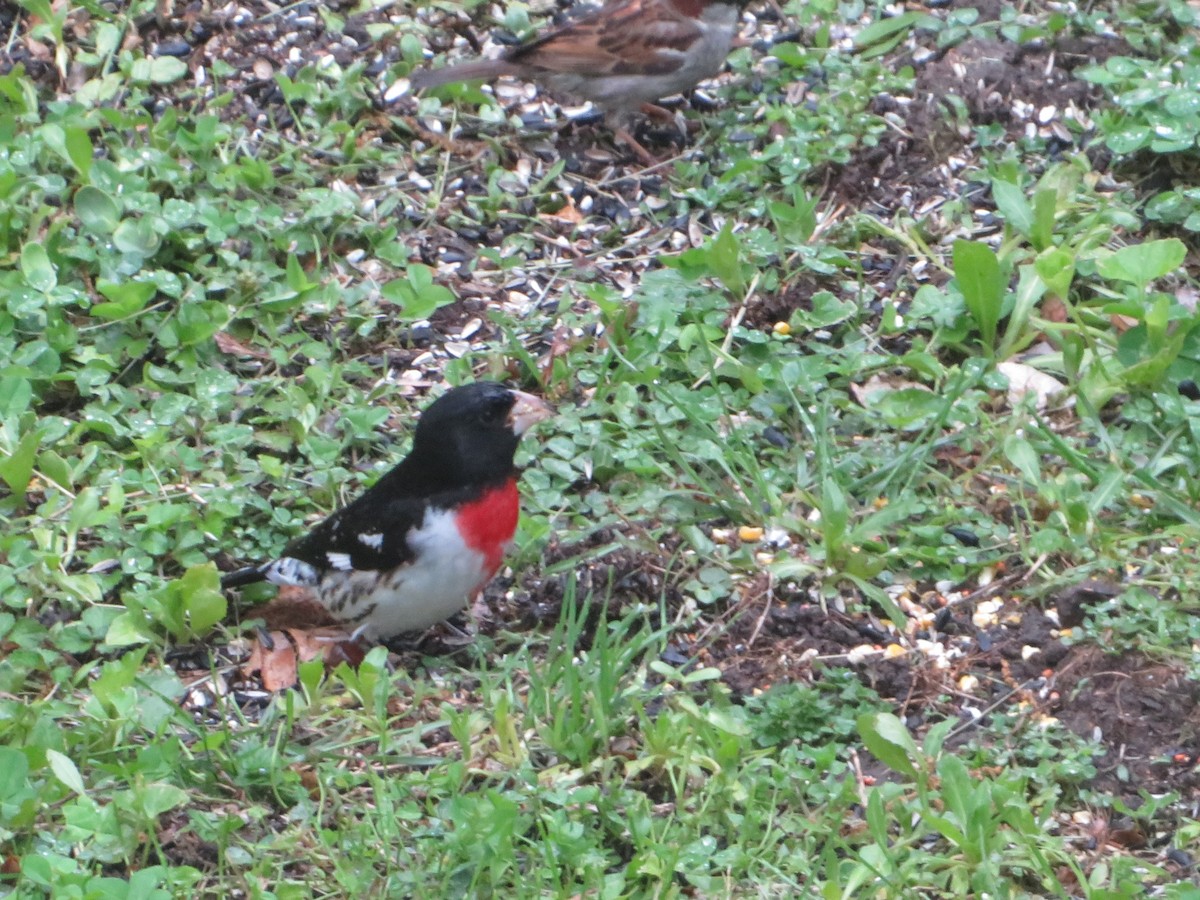 Rose-breasted Grosbeak - ML635285235