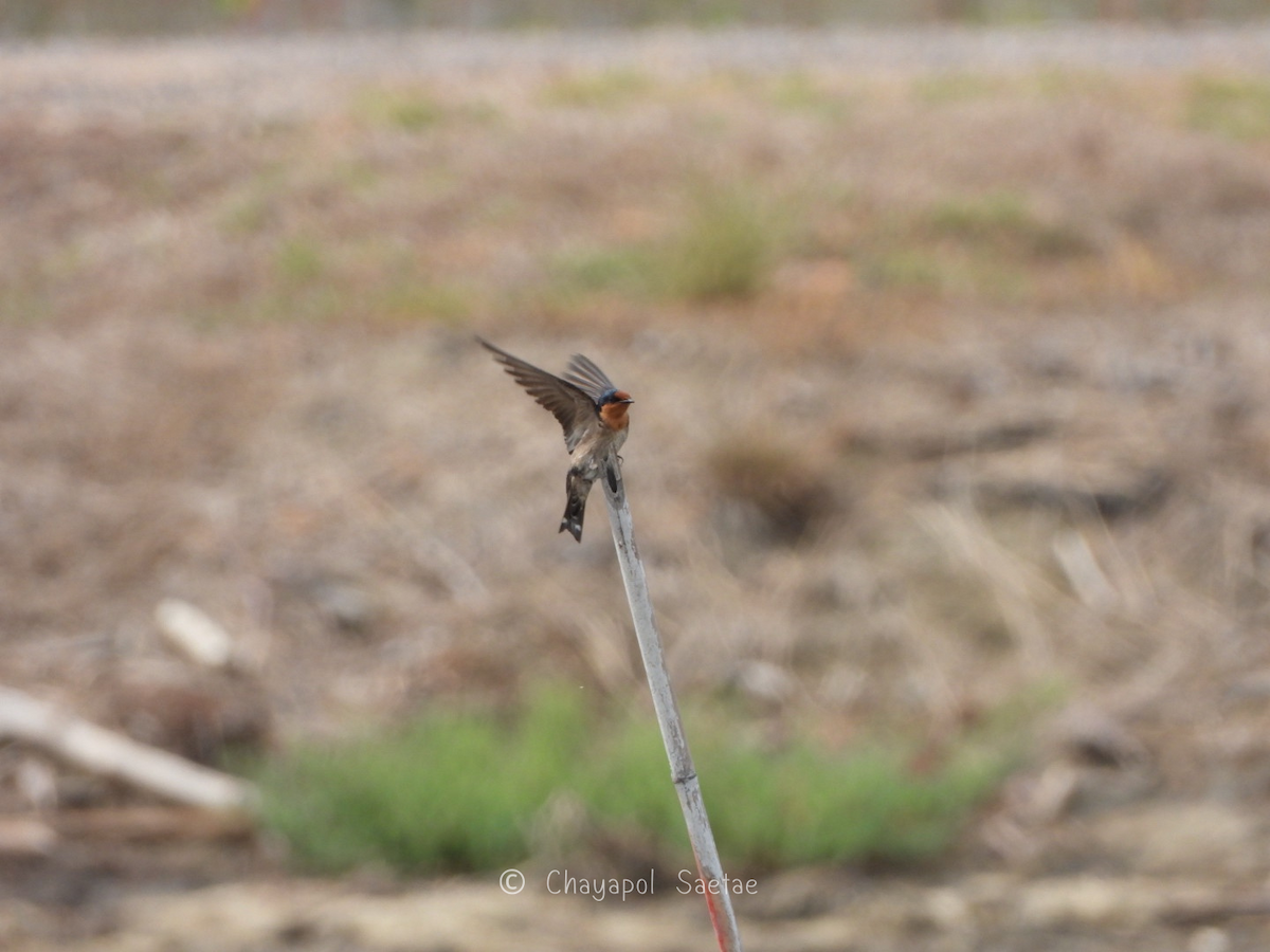 Pacific Swallow - ML635285244