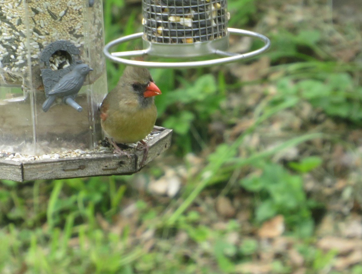 Northern Cardinal - ML635285315