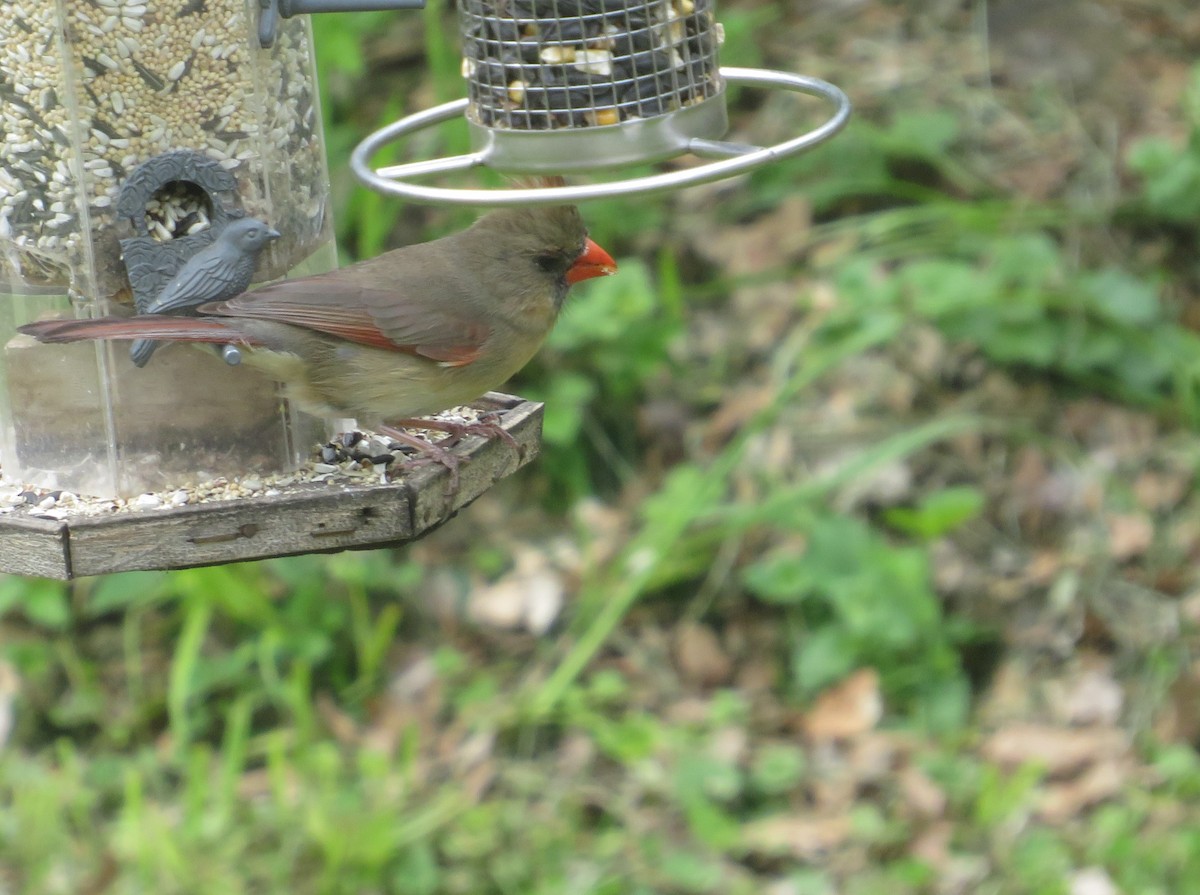 Northern Cardinal - ML635285332
