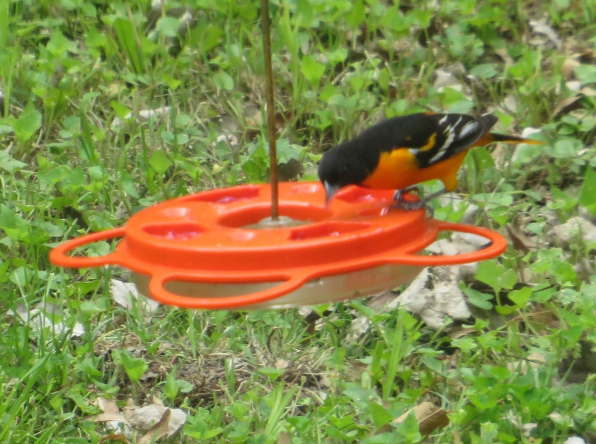 Baltimore Oriole - ML635285363