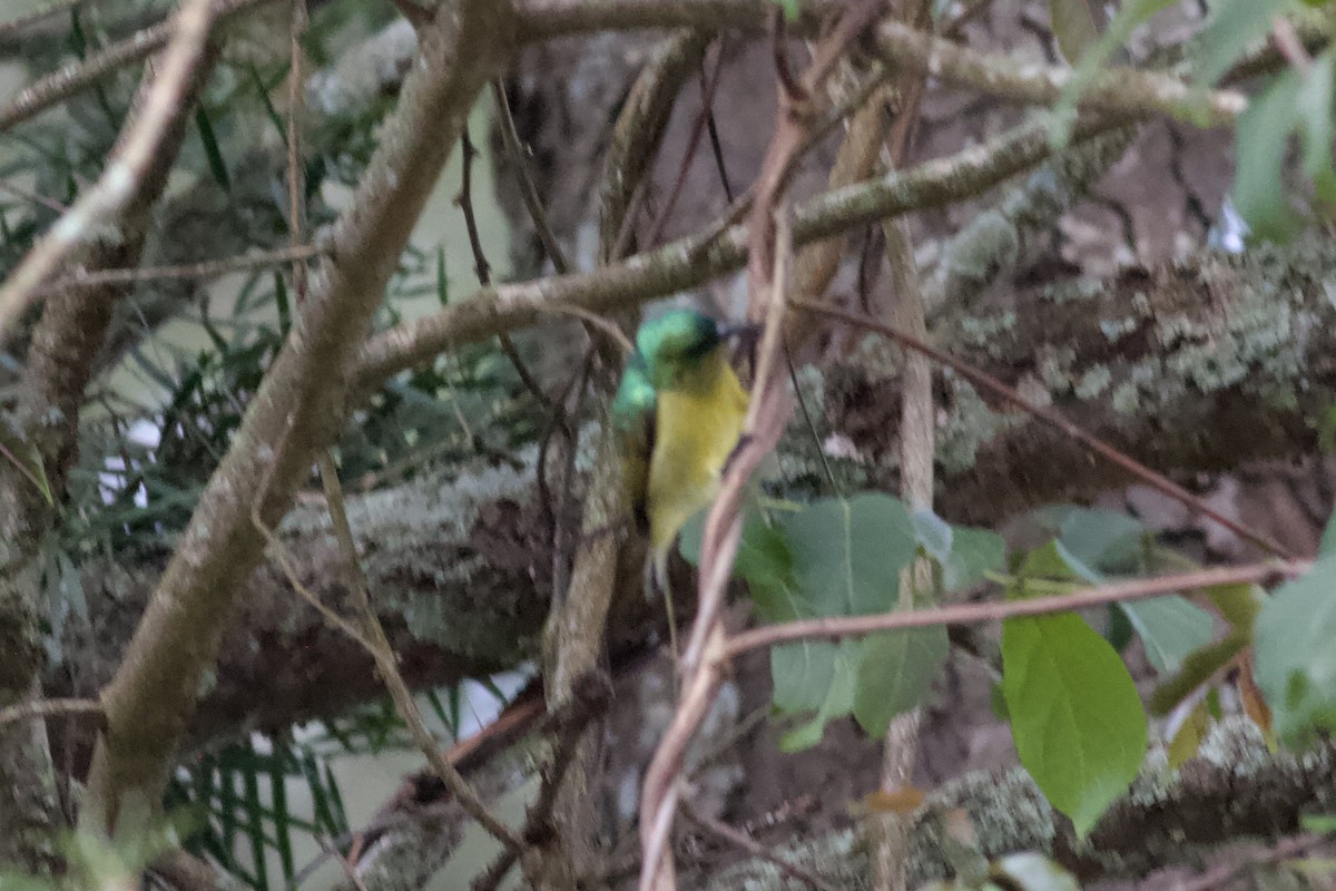 Collared Sunbird - ML635285375