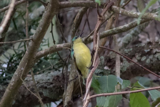 Collared Sunbird - ML635285389