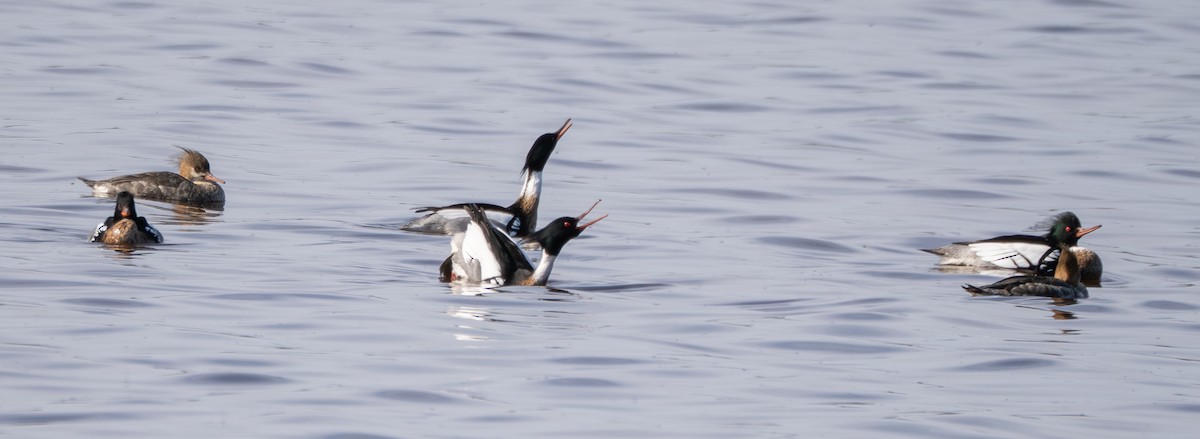 Mittelsäger - ML635285419