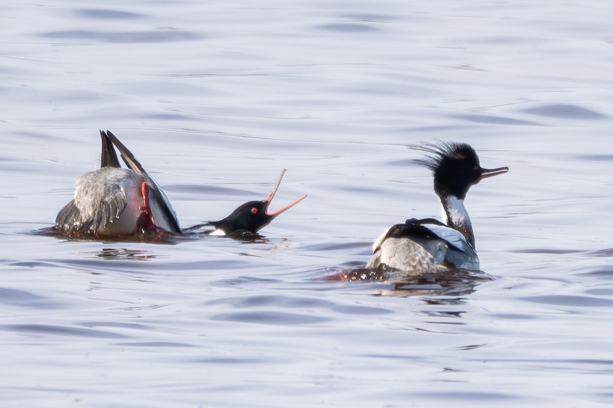 Mittelsäger - ML635285426