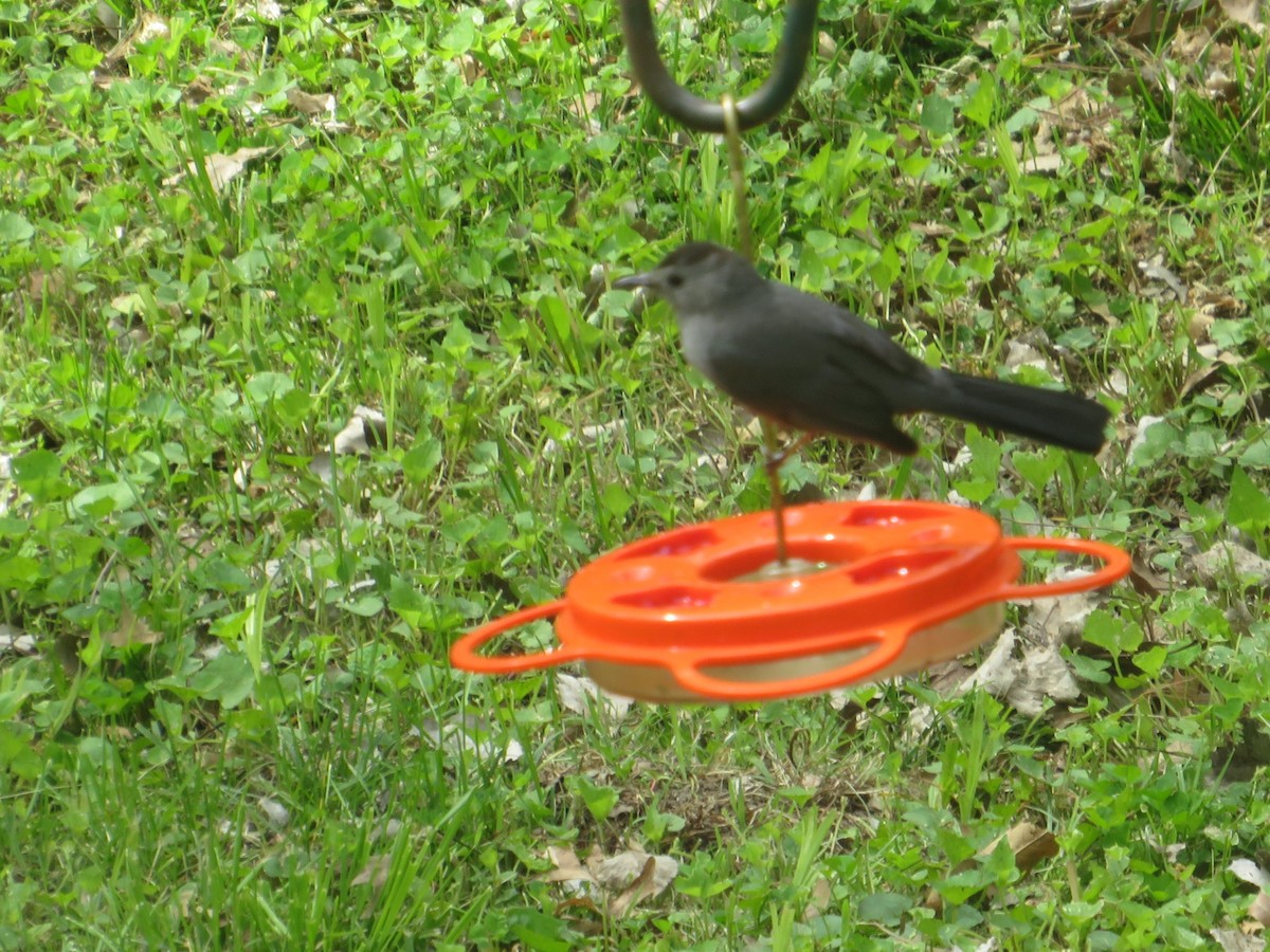 Gray Catbird - ML635285441