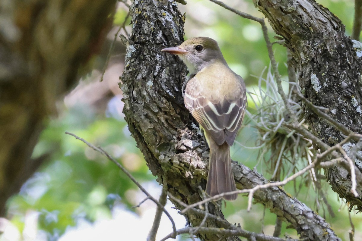 Great Crested Flycatcher - ML635285613