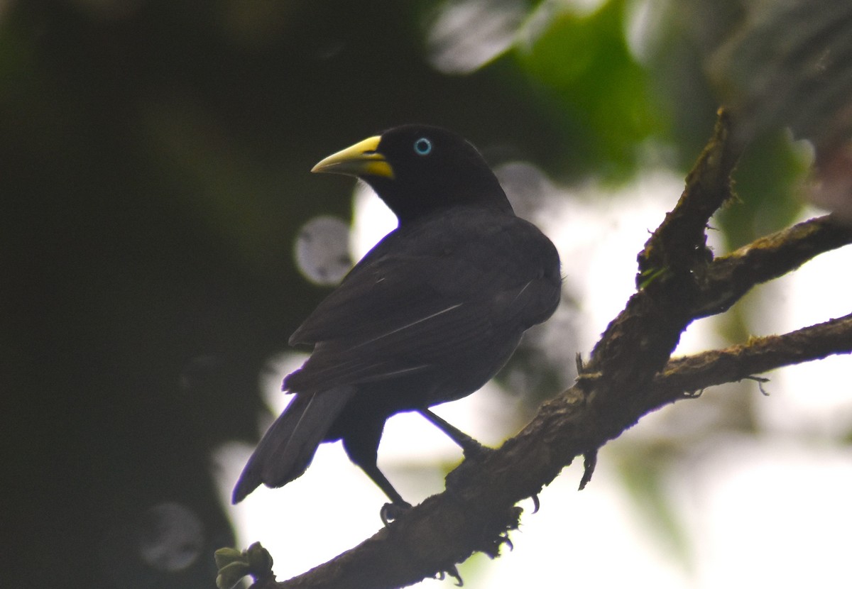 Yellow-billed Cacique - ML635285614