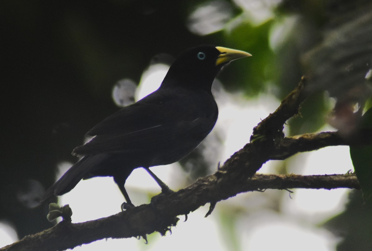 Yellow-billed Cacique - ML635285616