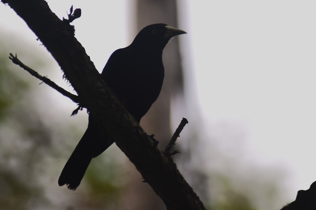 Yellow-billed Cacique - ML635285617