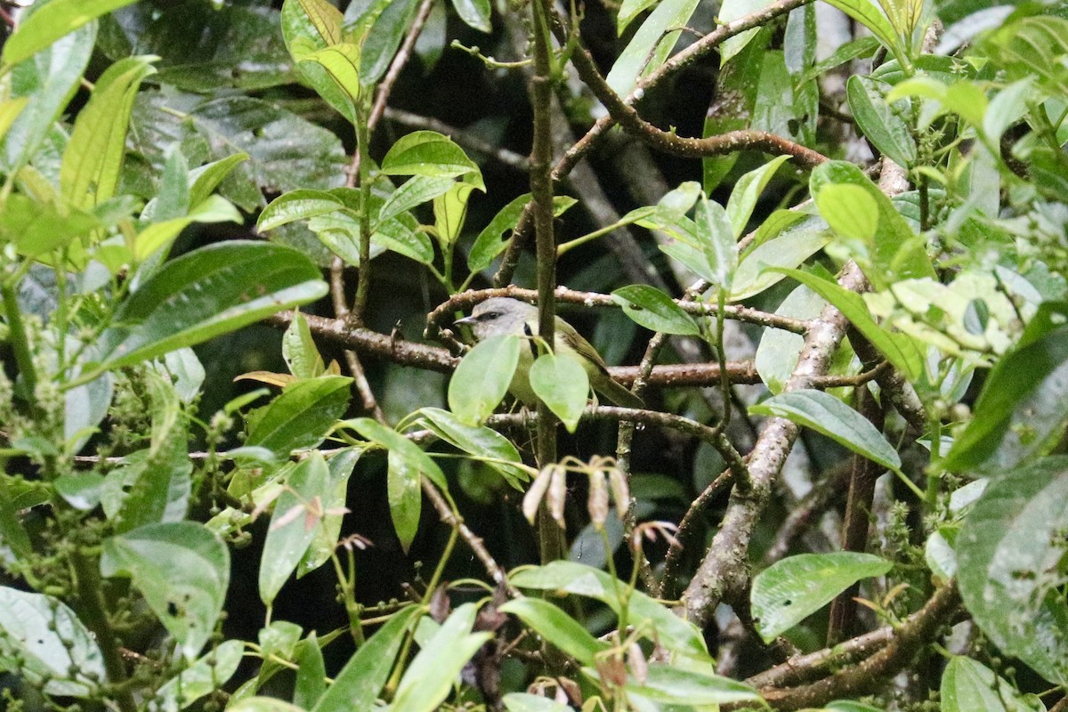 Javabrillenvogel - ML635285837