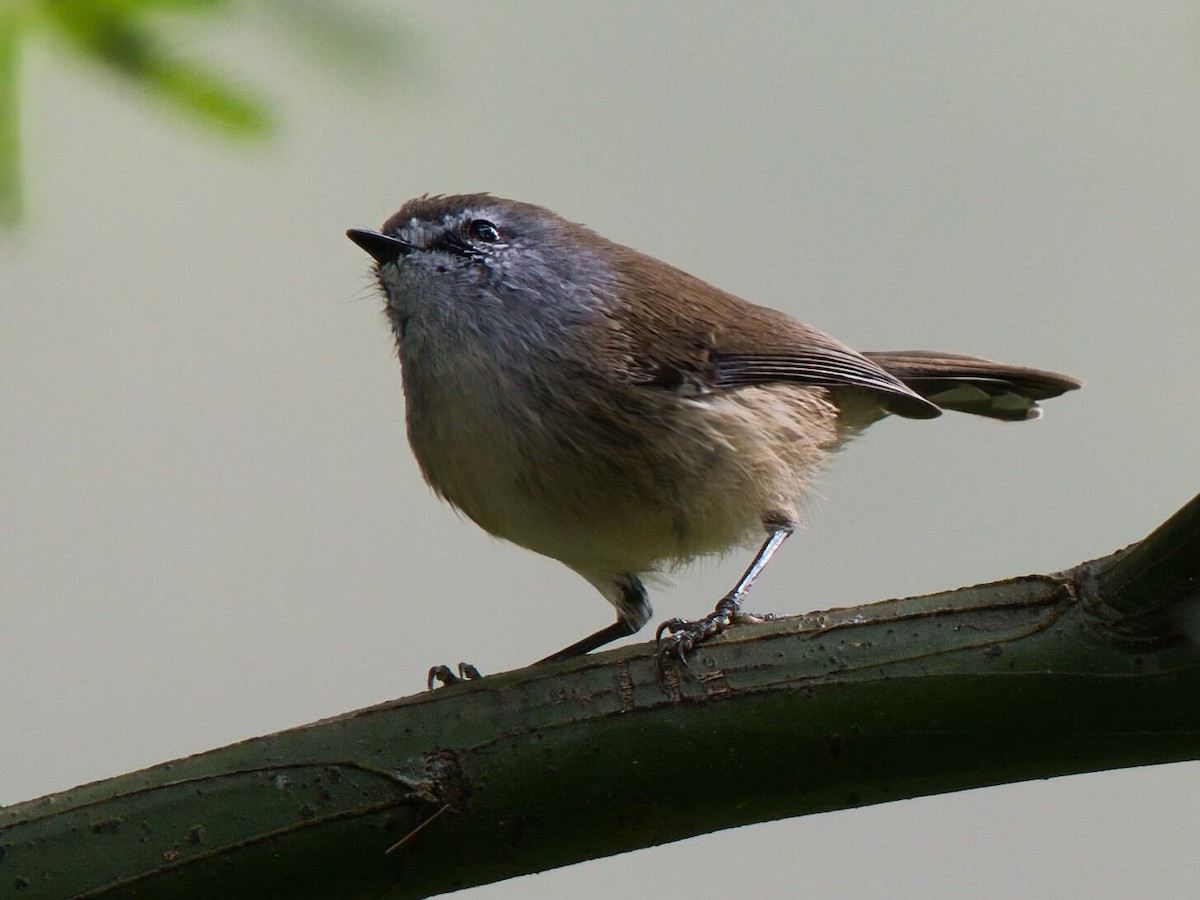 Brown Gerygone - ML635285850