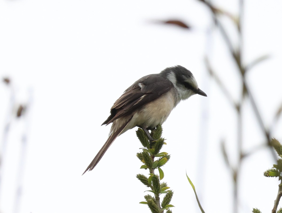 Brown-rumped Minivet - ML635285911