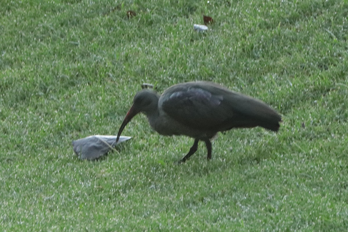 Hadada Ibis - ML635285931