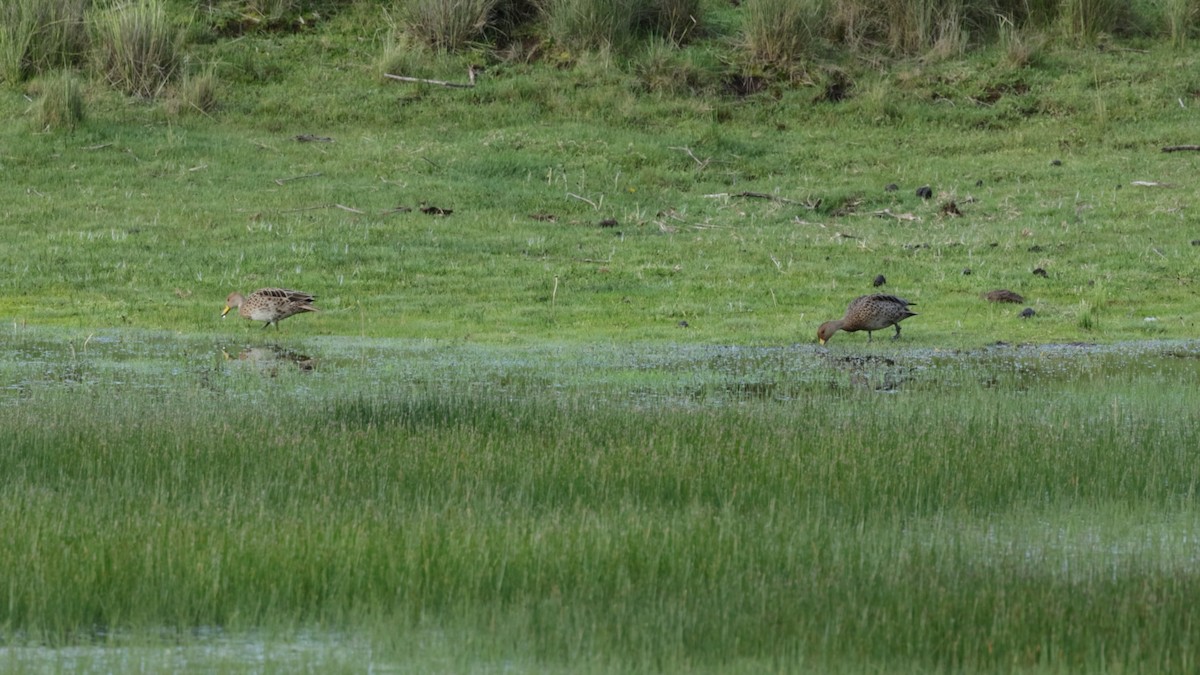 Yellow-billed Pintail - ML635285946