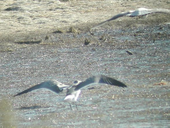 Laughing Gull - ML635285969