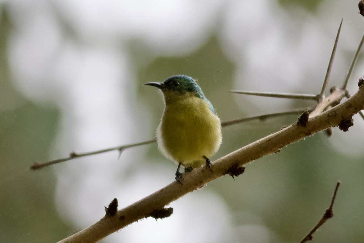 Collared Sunbird - ML635286014