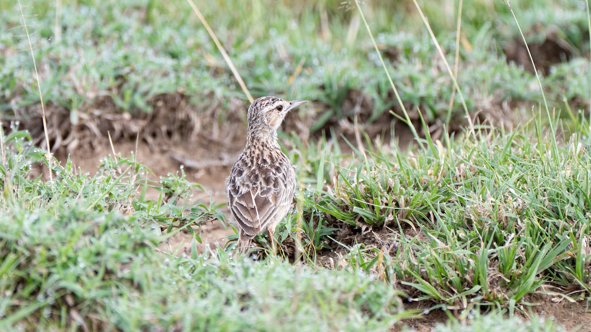 Beesley's Lark - ML635286048