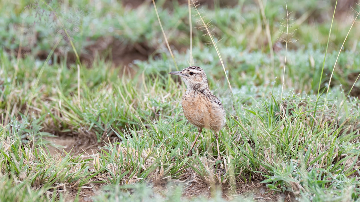 Beesley's Lark - ML635286049