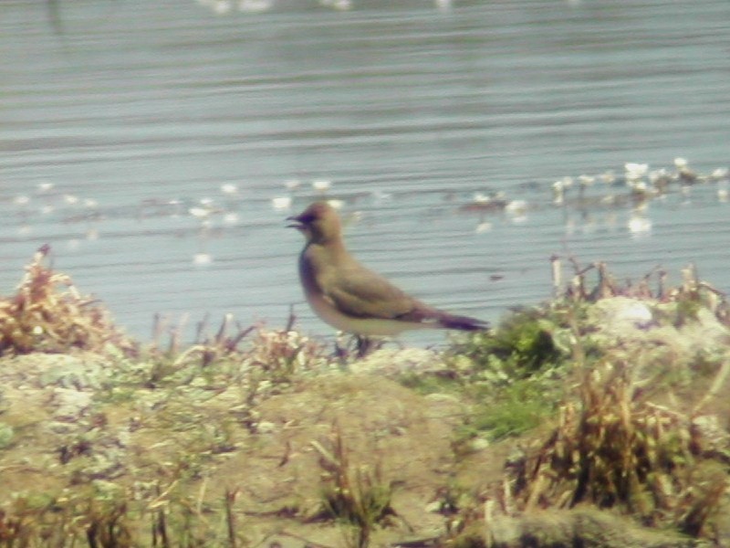 Collared Pratincole - ML635286121