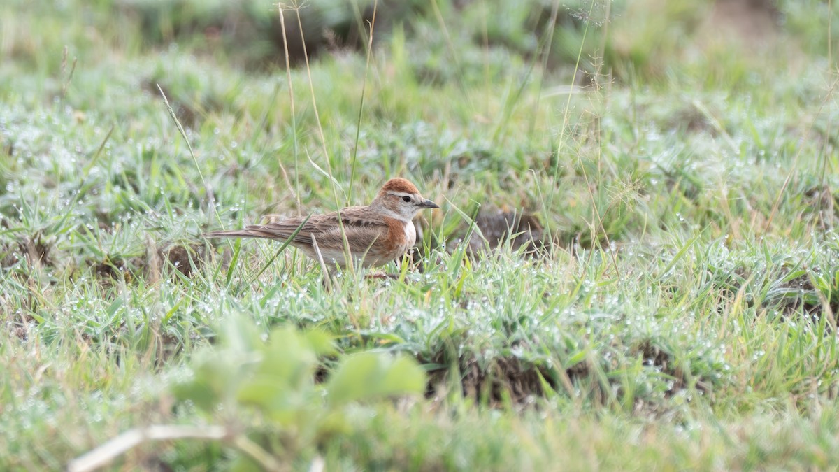 Red-capped Lark - ML635286149