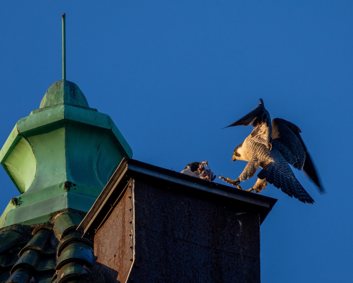 sokol stěhovavý - ML635286321