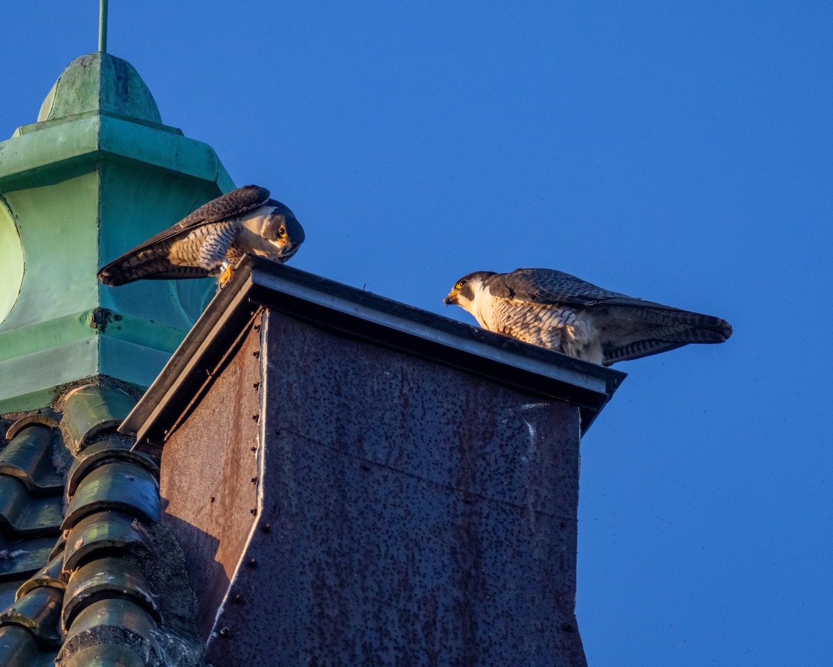 sokol stěhovavý - ML635286323