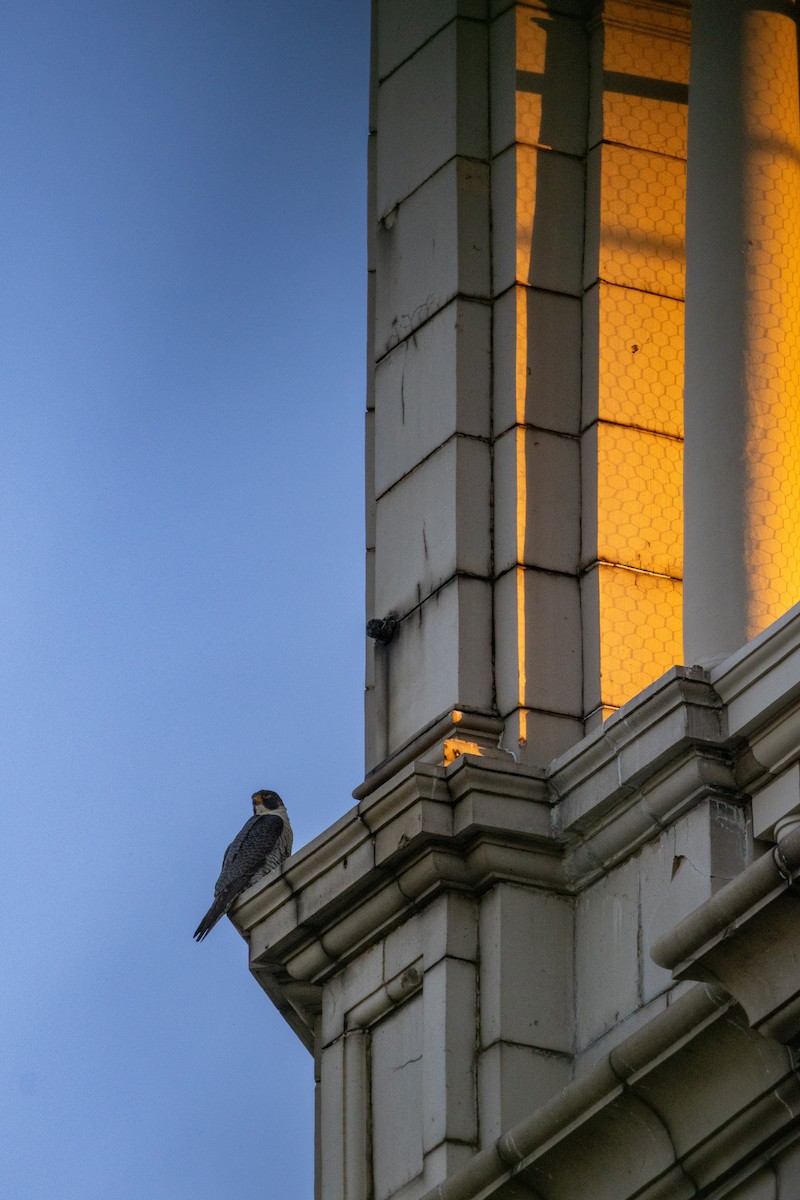 sokol stěhovavý - ML635286324