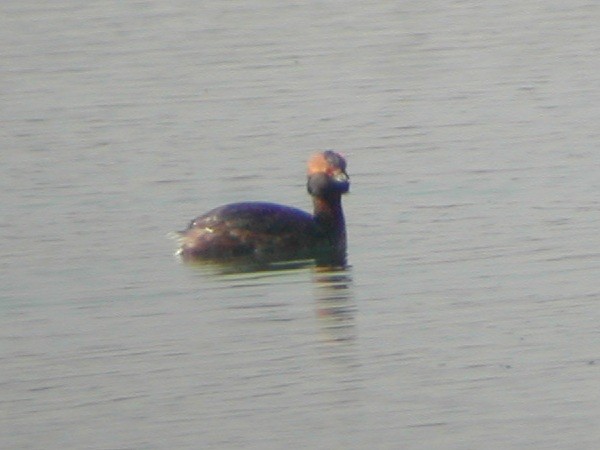 Horned Grebe - ML635286401