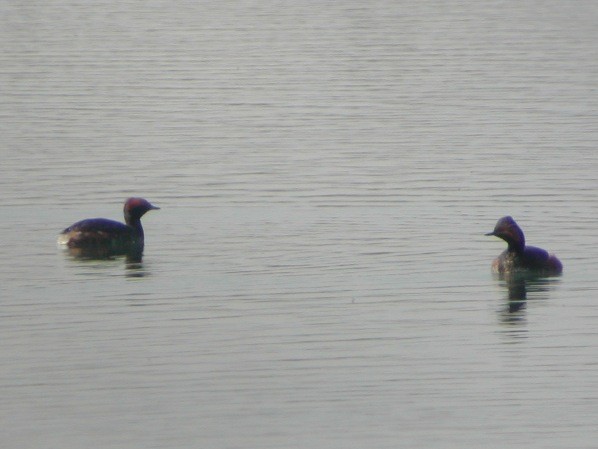 Horned Grebe - ML635286402