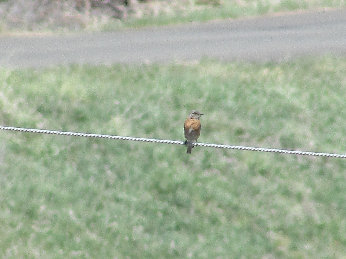 Western Bluebird - ML635286433
