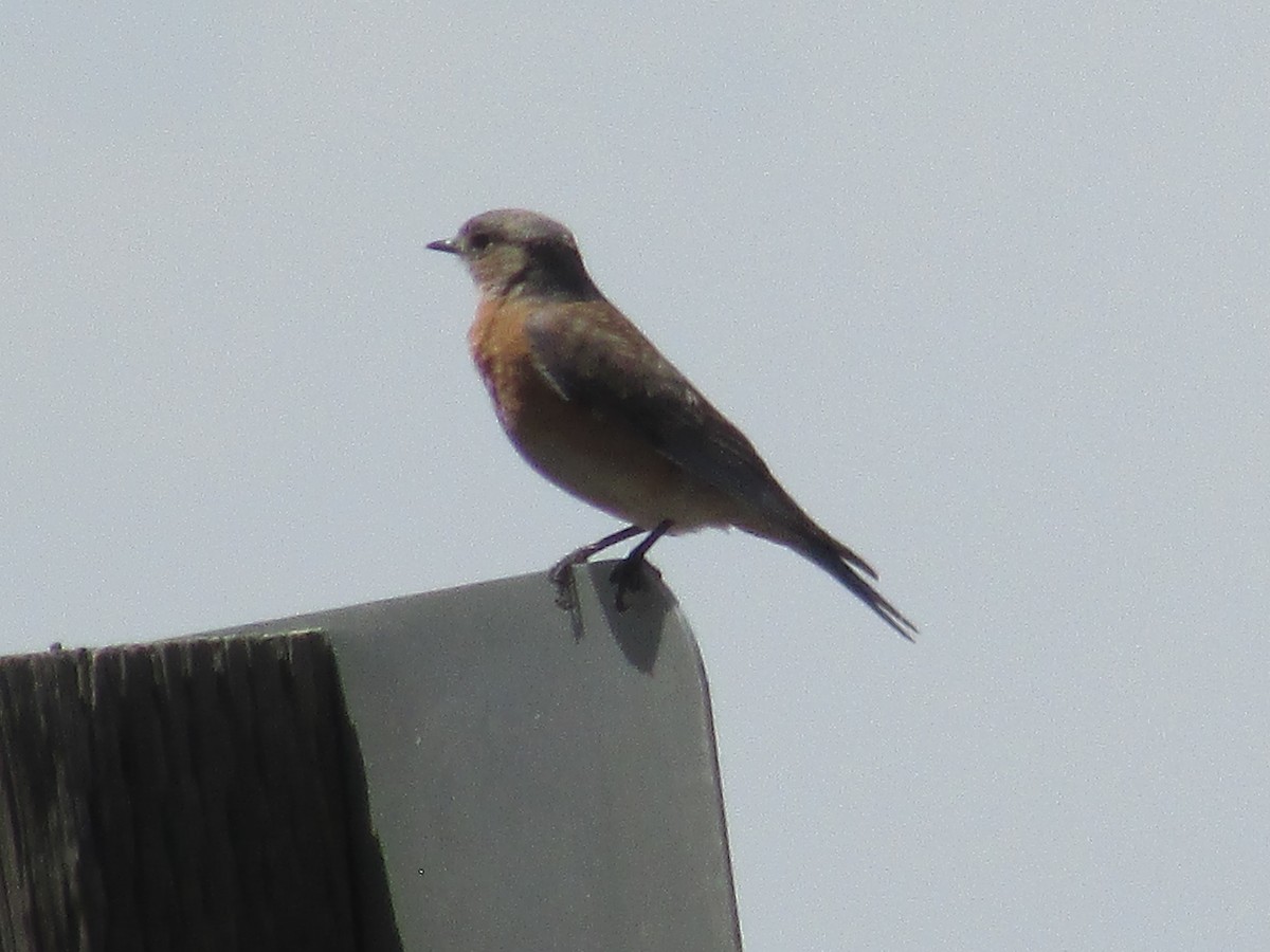 Western Bluebird - ML635286441