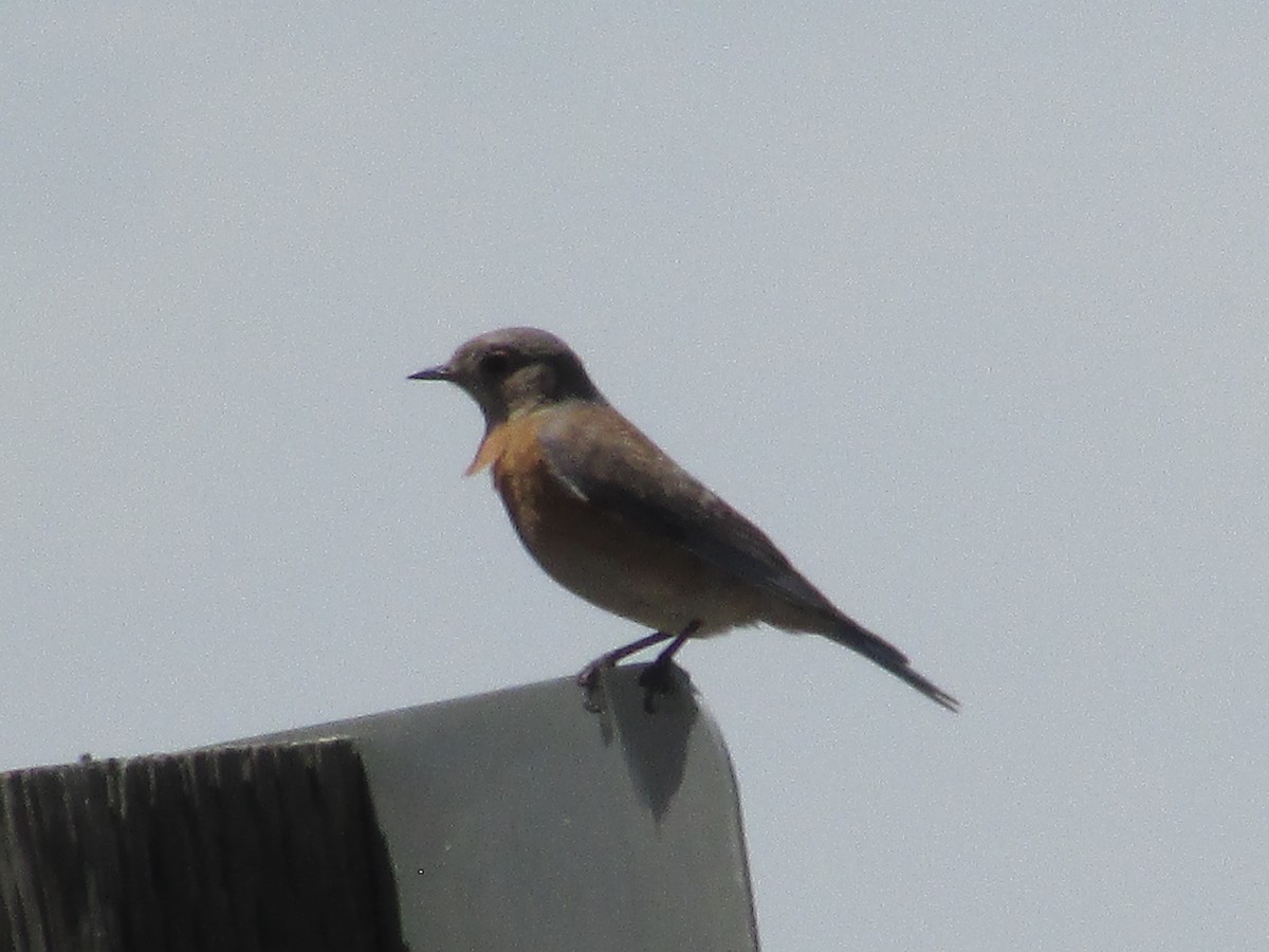 Western Bluebird - ML635286442