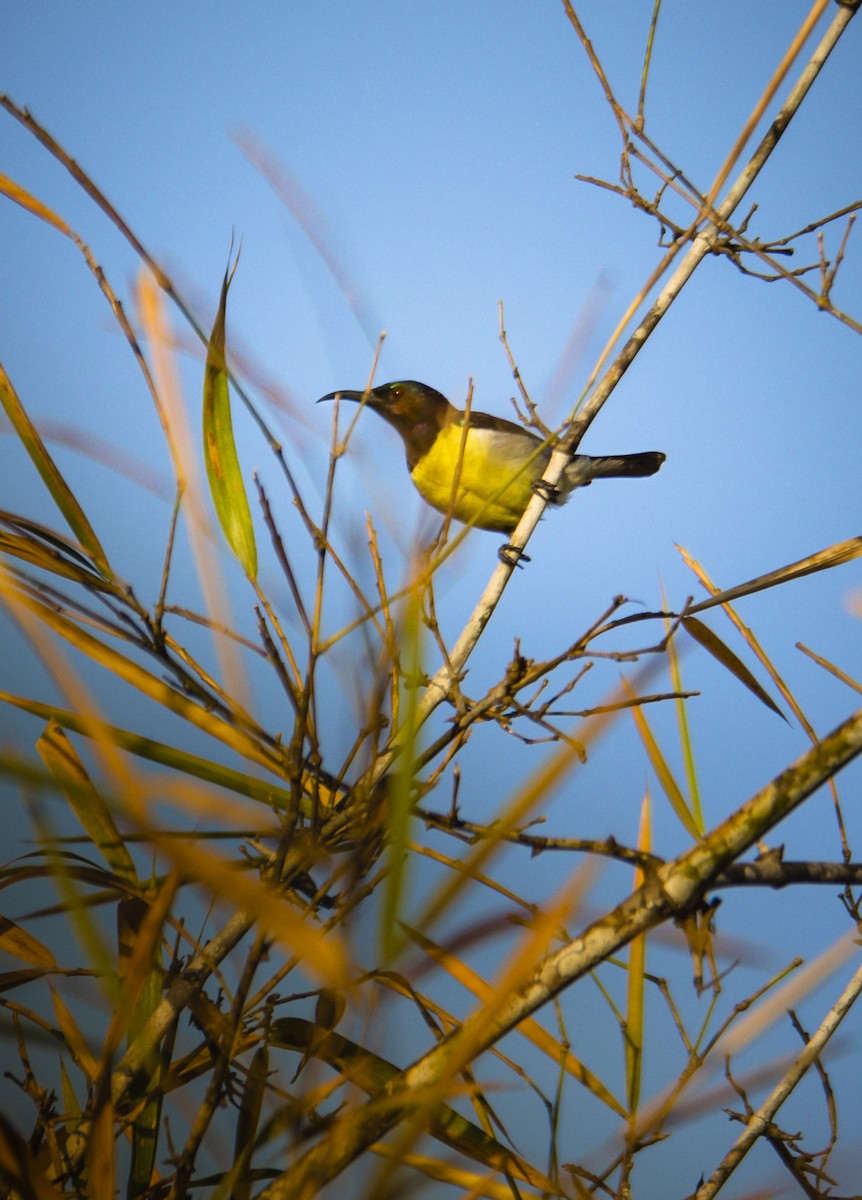 Purple-rumped Sunbird - ML635286458