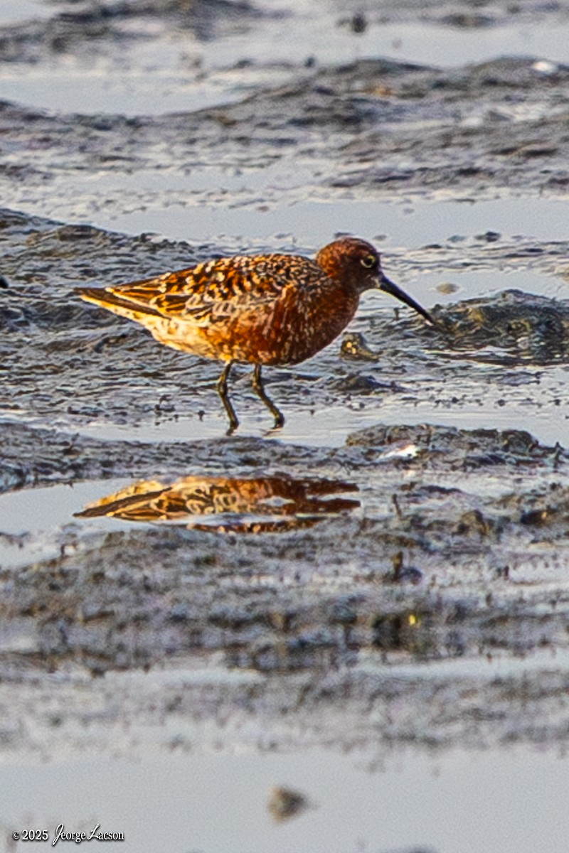 Sichelstrandläufer - ML635286476