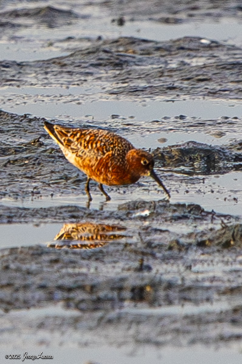 Sichelstrandläufer - ML635286478