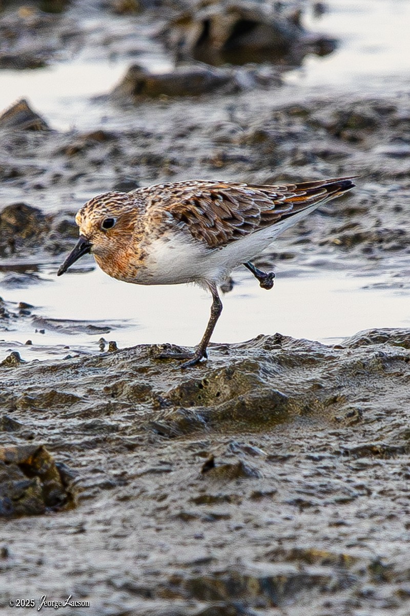 Rotkehl-Strandläufer - ML635286484