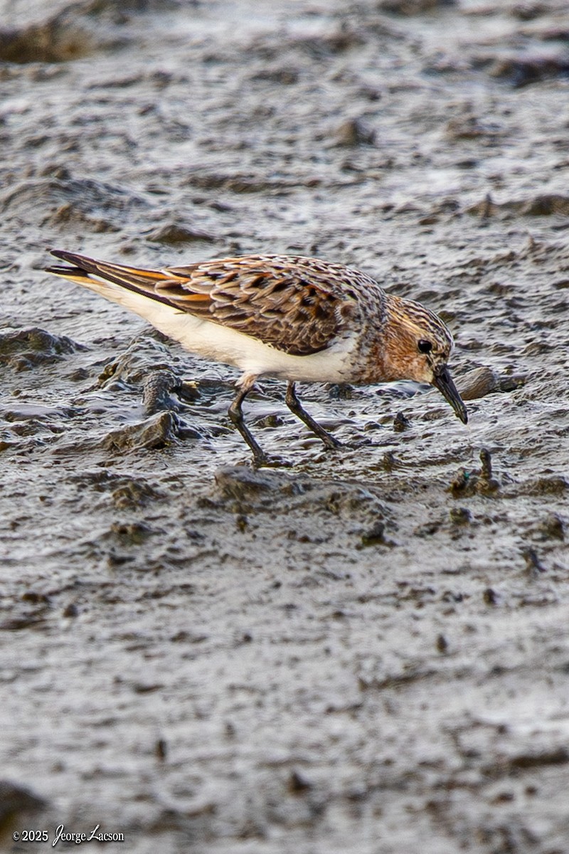 Rotkehl-Strandläufer - ML635286485
