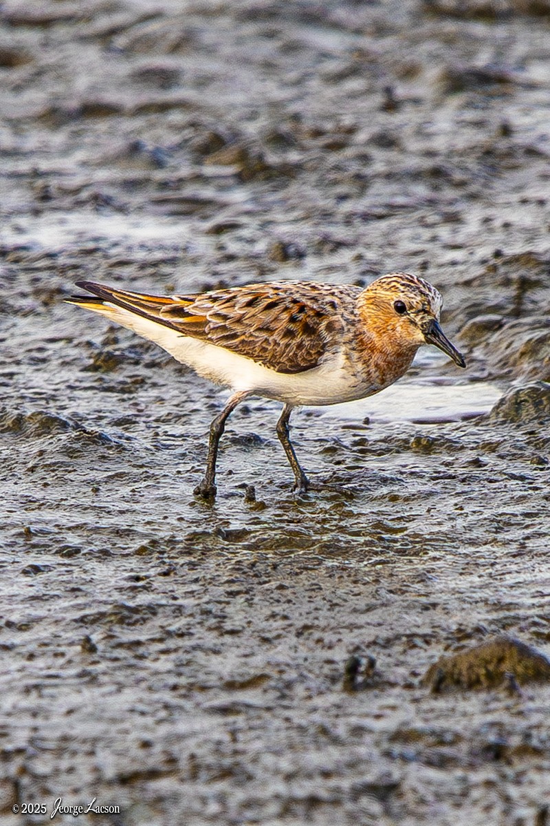Rotkehl-Strandläufer - ML635286486