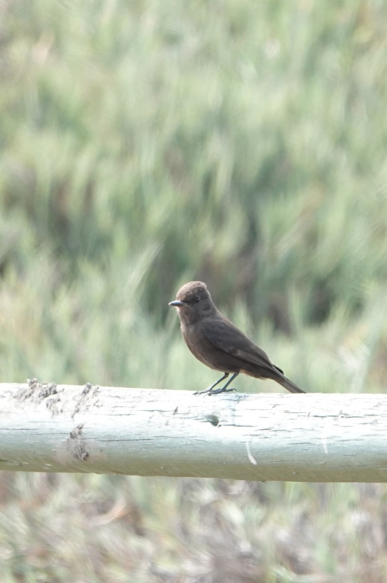 Vermilion Flycatcher (obscurus Group) - ML635286501